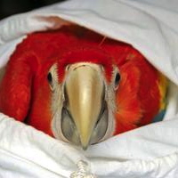 Macaw juv